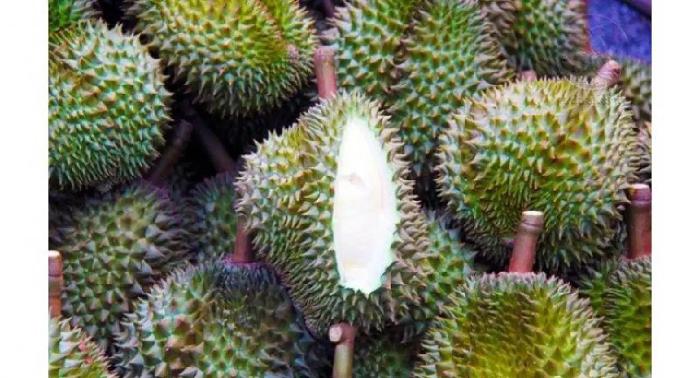 Sample Koh Chang's prized durian at the island's annual festival