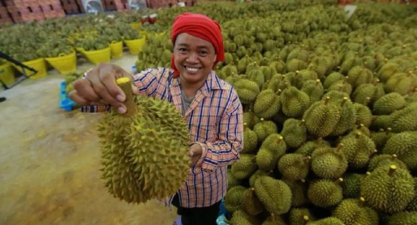 Durian pre-sale promotion gets Thai agri-business partnership with Alibaba’s Tmall off to great star Durian pre-sale promotion gets Thai agri-business partnership with Alibaba’s Tmall off to great star