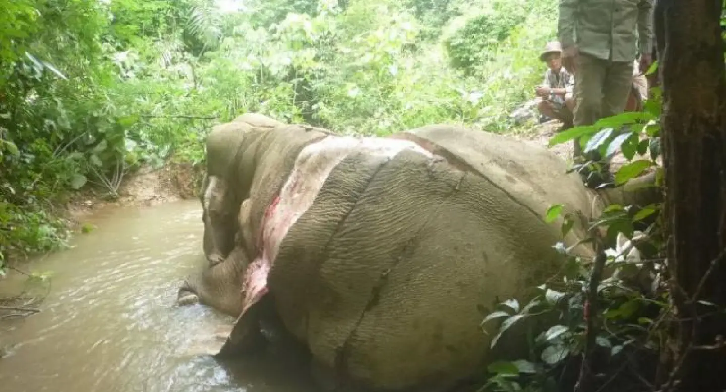 Elephants driven to extinction by illegal skin trade, says report Elephants driven to extinction by illegal skin trade, says report
