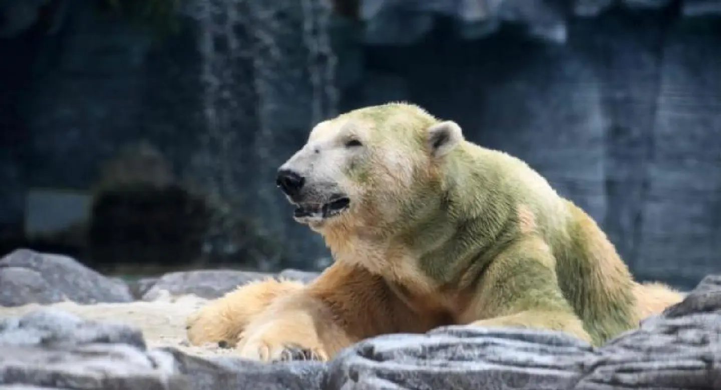 Inuka, first polar bear born in the tropics, is put down Inuka, first polar bear born in the tropics, is put down