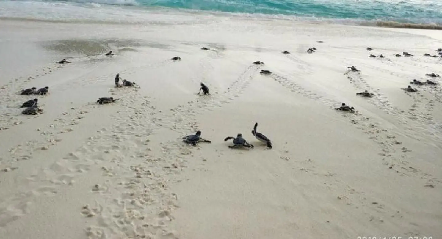 Caught on tape: Turtle baby boom in Phang Nga Caught on tape: Turtle baby boom in Phang Nga