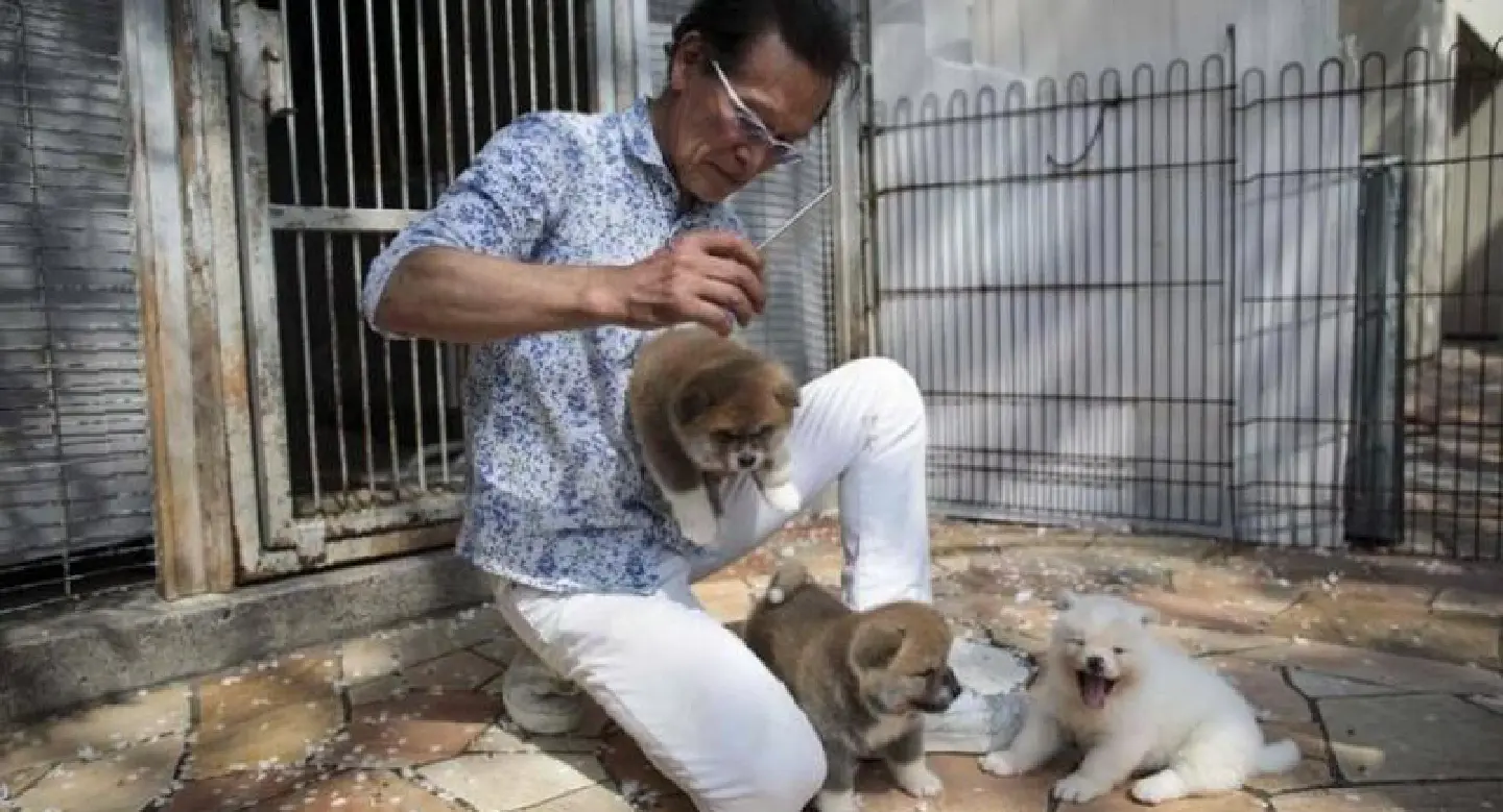 Japan’s Akita melt foreign hearts – but beware Chinese fakes Japan’s Akita melt foreign hearts – but beware Chinese fakes