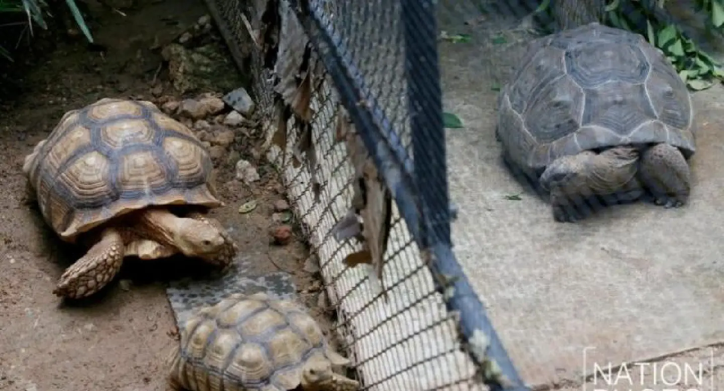 Dusit Zoo visitors meet pair of giant Aldabra tortoises Dusit Zoo visitors meet pair of giant Aldabra tortoises