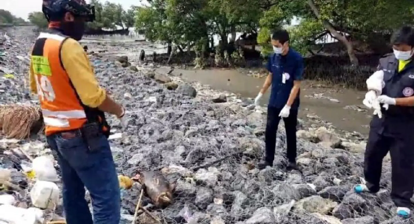 Boat propeller suspected in death of baby dolphin in Samut Prakan Boat propeller suspected in death of baby dolphin in Samut Prakan