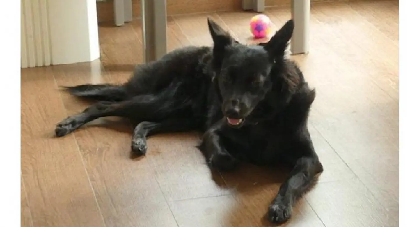 Dog alerts owner's death in Pathum Thani Dog alerts owner's death in Pathum Thani