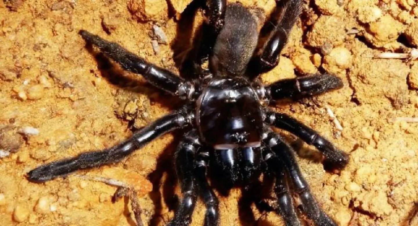 World's oldest known spider dies in Australia -- of wasp sting World's oldest known spider dies in Australia -- of wasp sting