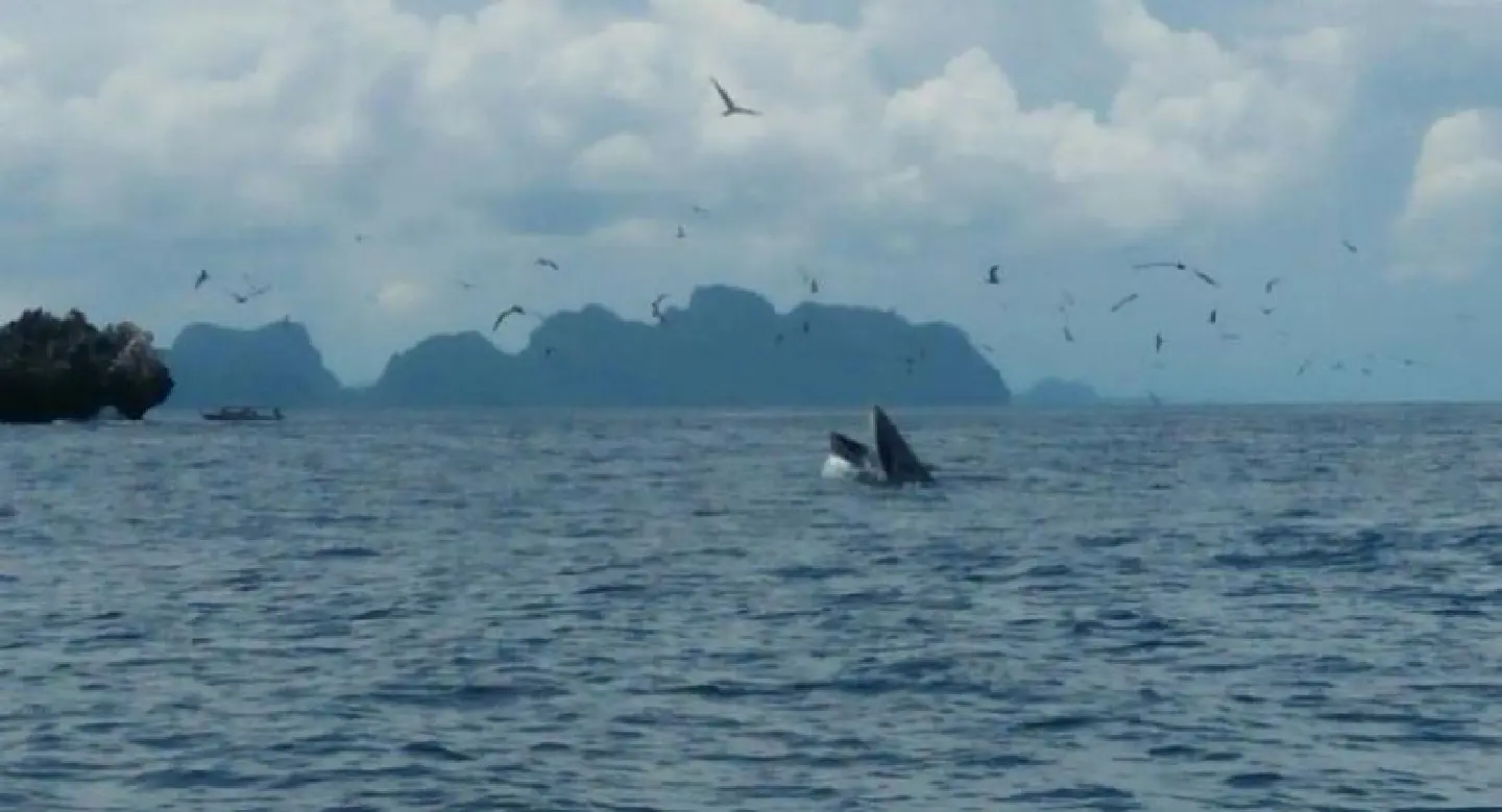 Bryde’s whales thrill tourists in Chumphon