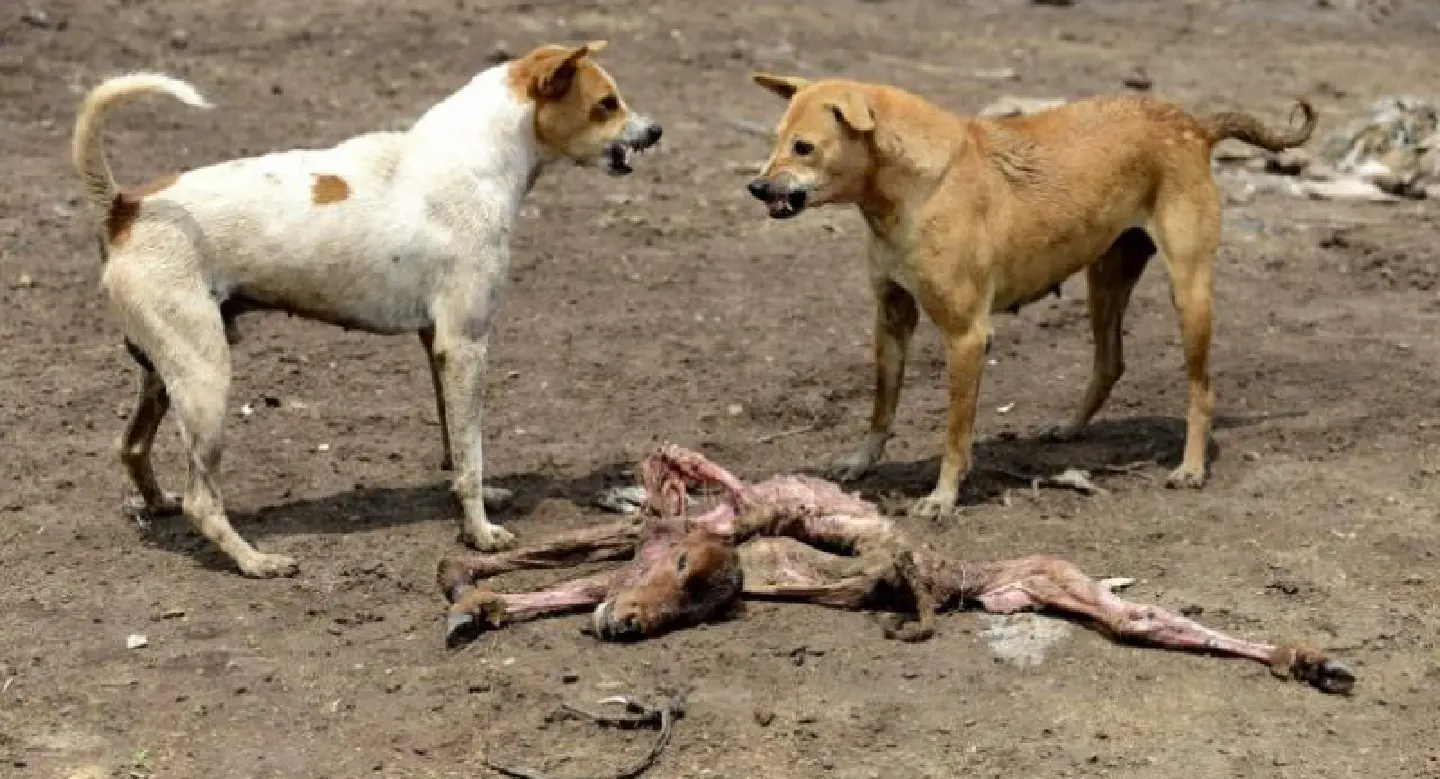 Indian villagers take revenge after three children killed by dogs Indian villagers take revenge after three children killed by dogs