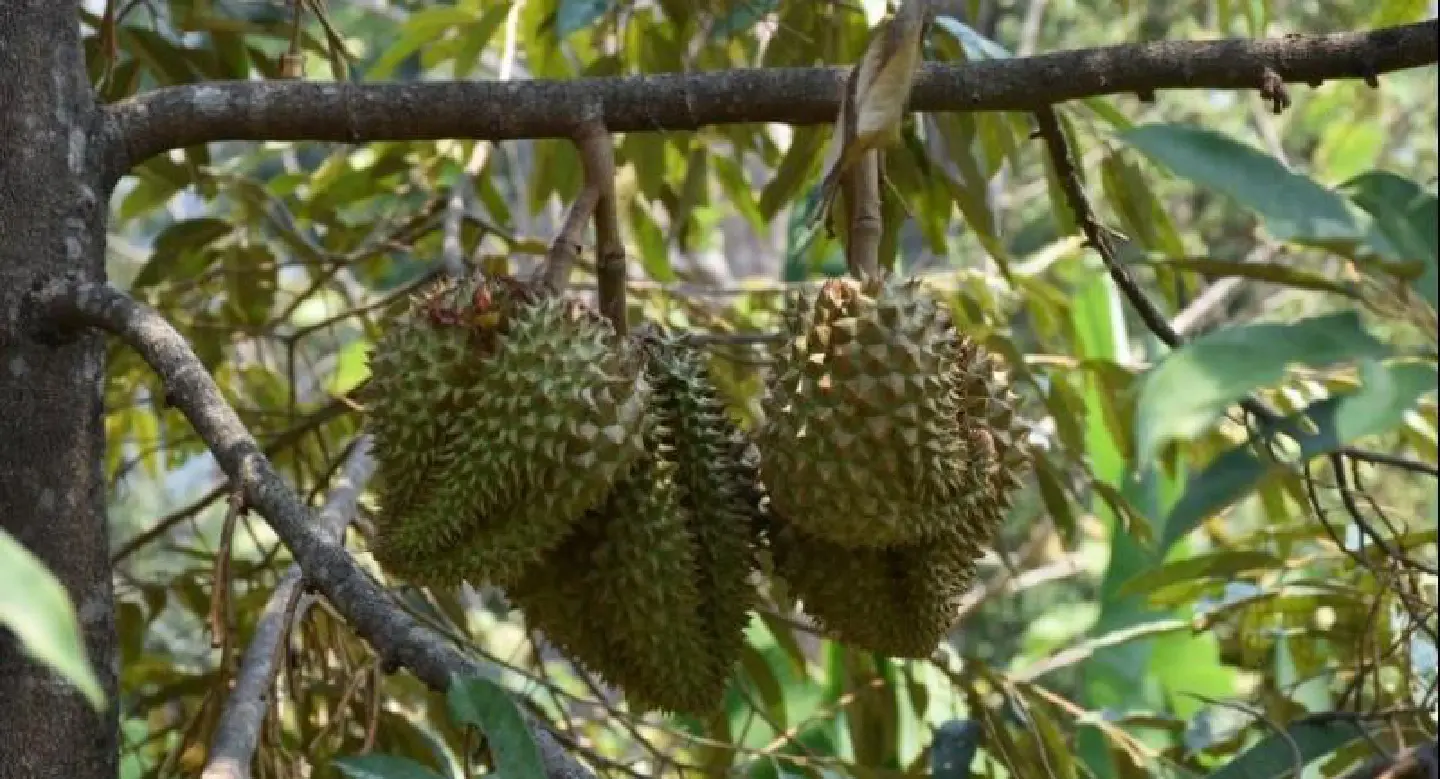 Yala holds durian workshop Yala holds durian workshop