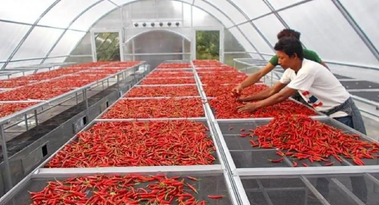 Farmers warm to Solar Dryer Dome Farmers warm to Solar Dryer Dome