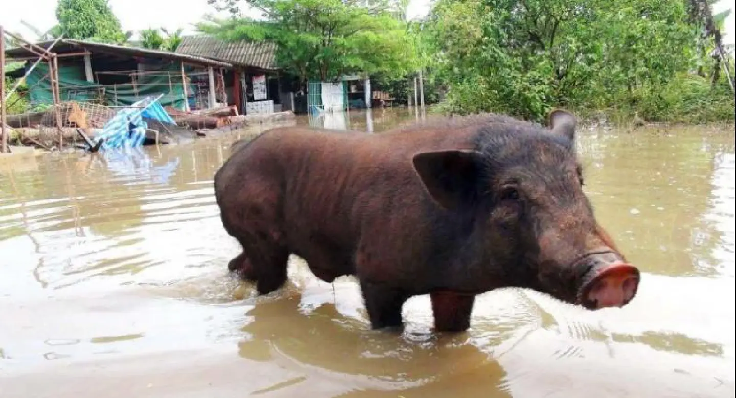 Songkhla sub-district hit by floods again Songkhla sub-district hit by floods again