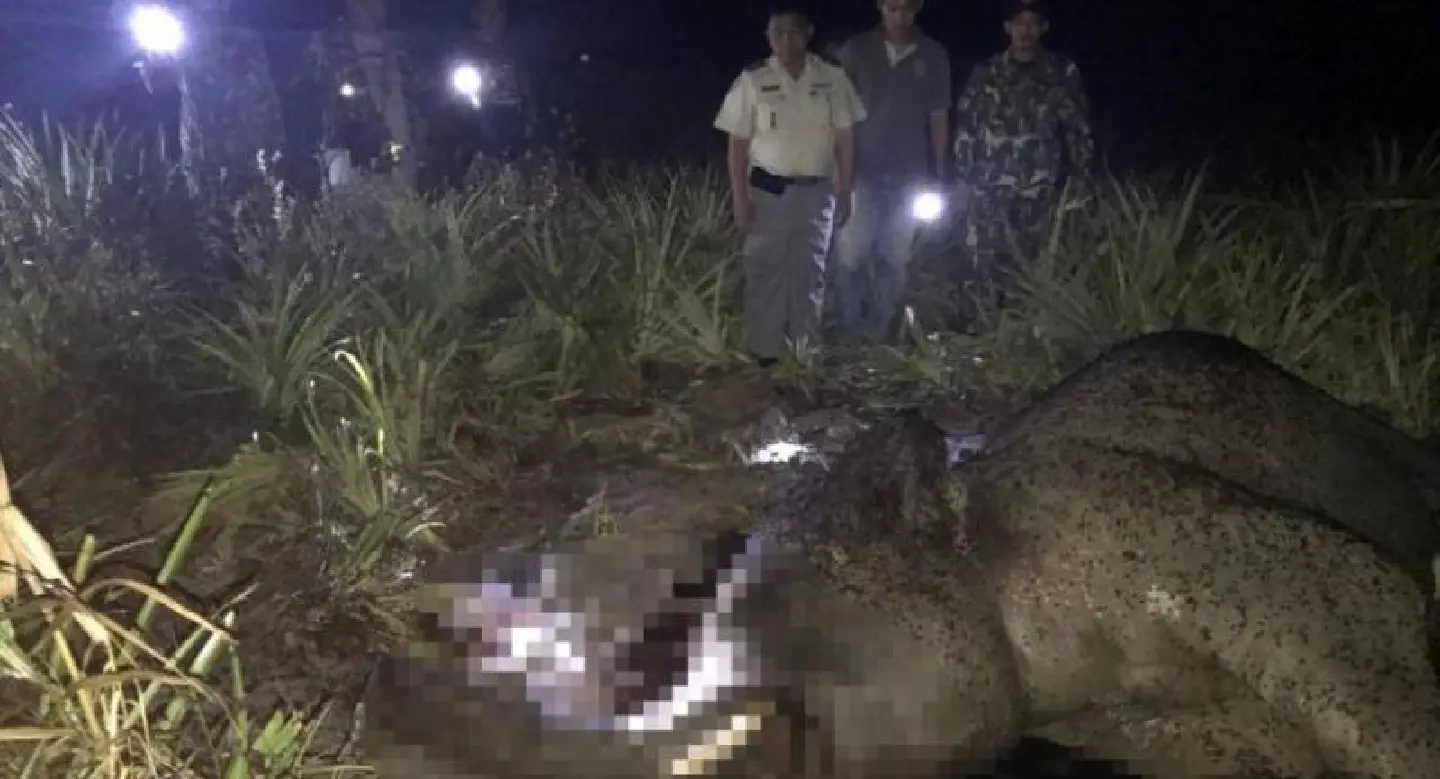 Wild elephant found dead in Prachuap Khiri Khan Wild elephant found dead in Prachuap Khiri Khan
