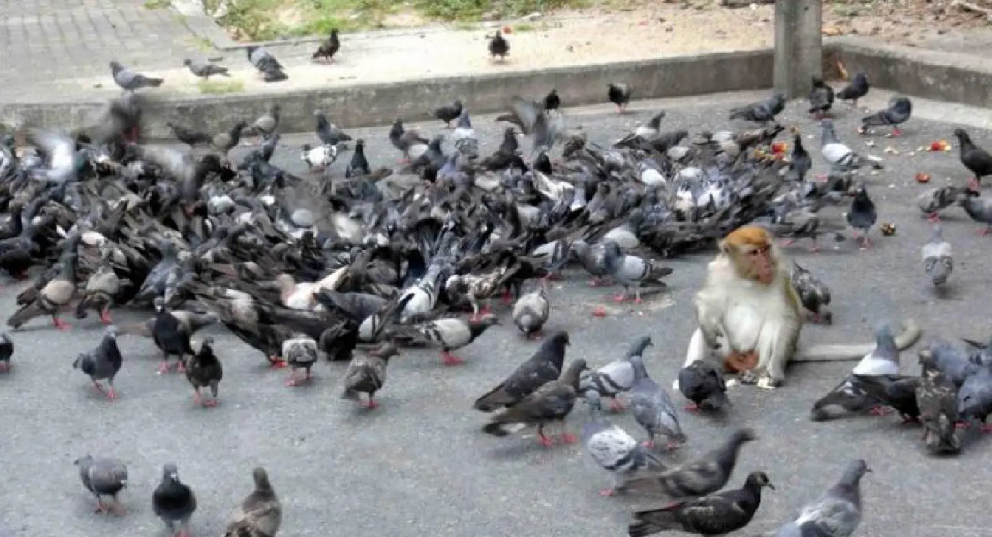 Lop Buri launches pigeon crackdown Lop Buri launches pigeon crackdown