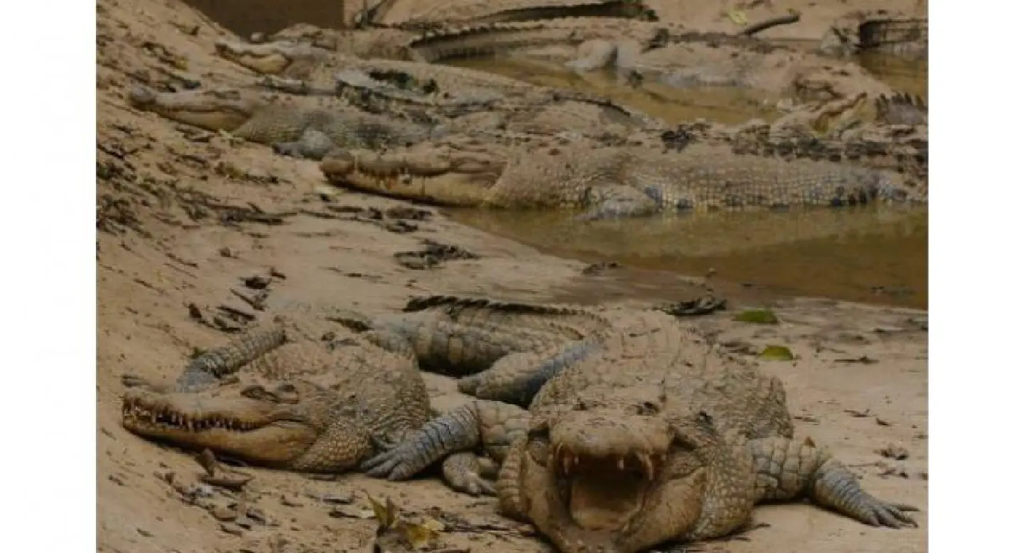 50 live crocodiles from Malaysia seized at London airport