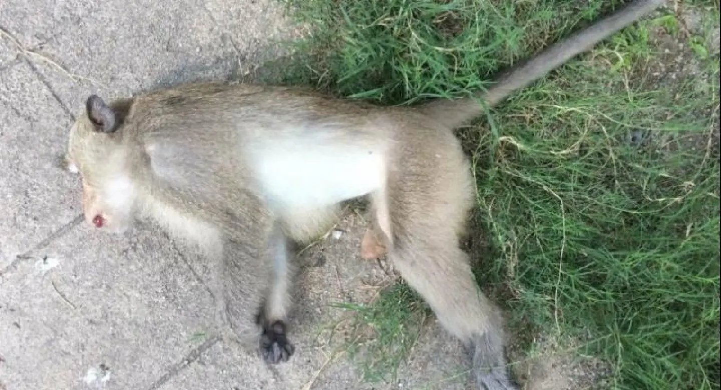 Young Macaque electrocuted by power cable in Chon Buri