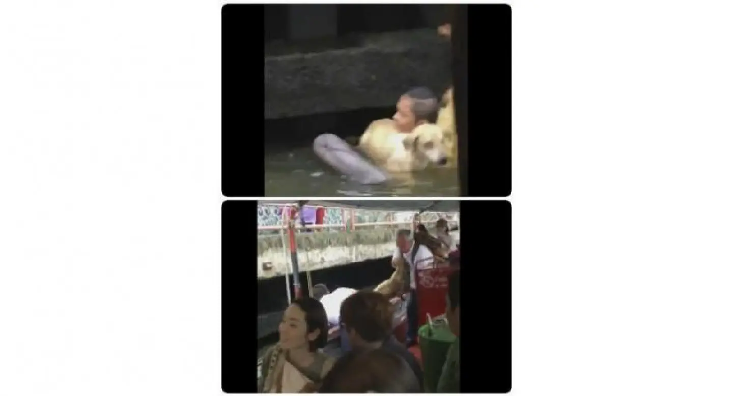 Hero’ dives into filthy Bangkok canal to save stray dog Hero’ dives into filthy Bangkok canal to save stray dog