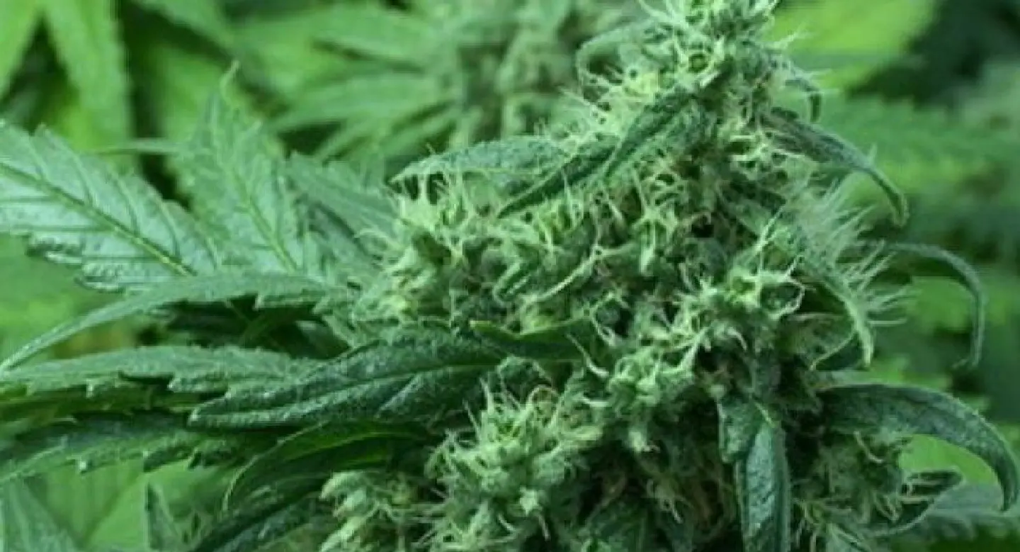 Plan for medical marijuana farm in Bangkok unveiled