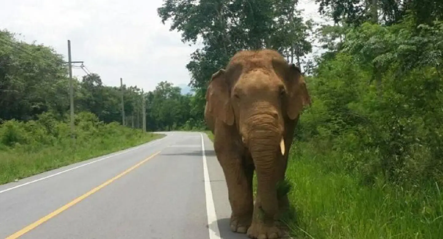 Speaker-equipped drone helps drive away wild elephants Speaker-equipped drone helps drive away wild elephants