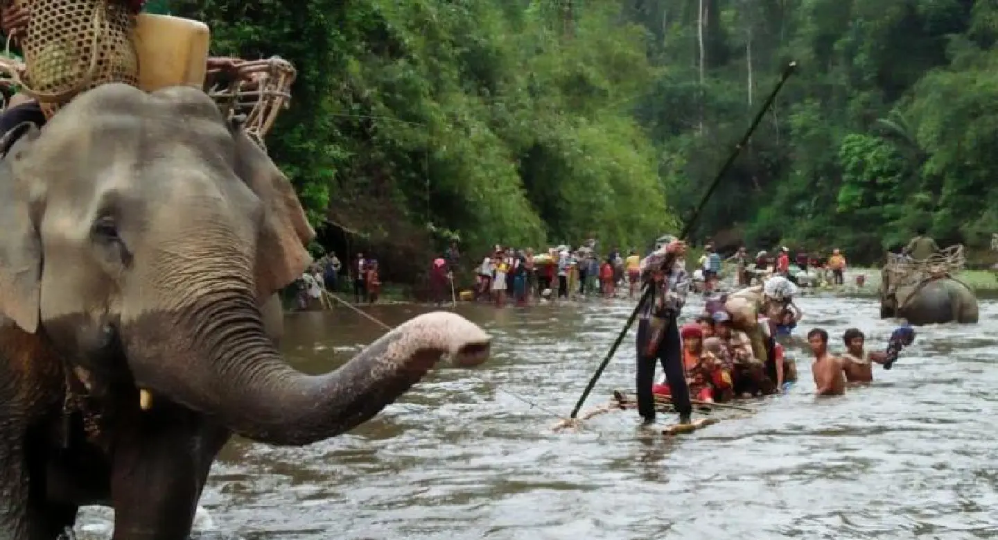 Fleeing conflict, elephants help Myanmar villagers to safety Fleeing conflict, elephants help Myanmar villagers to safety