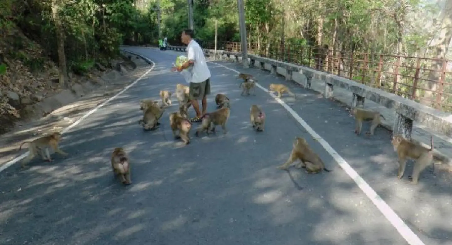 Phuket to hold public hearings on plan to isolate monkeys