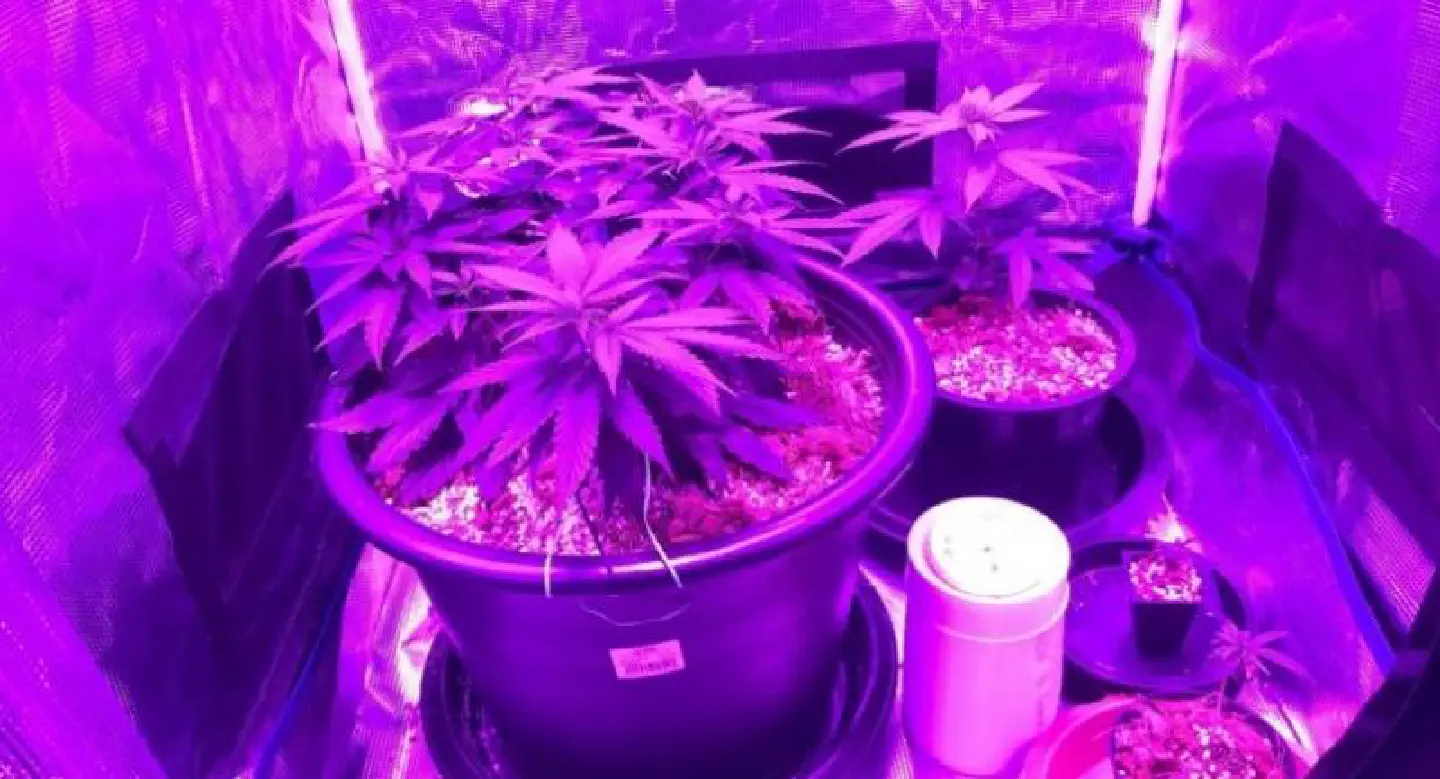 Cabinet gives the nod to marijuana for medical use Cabinet gives the nod to marijuana for medical use
