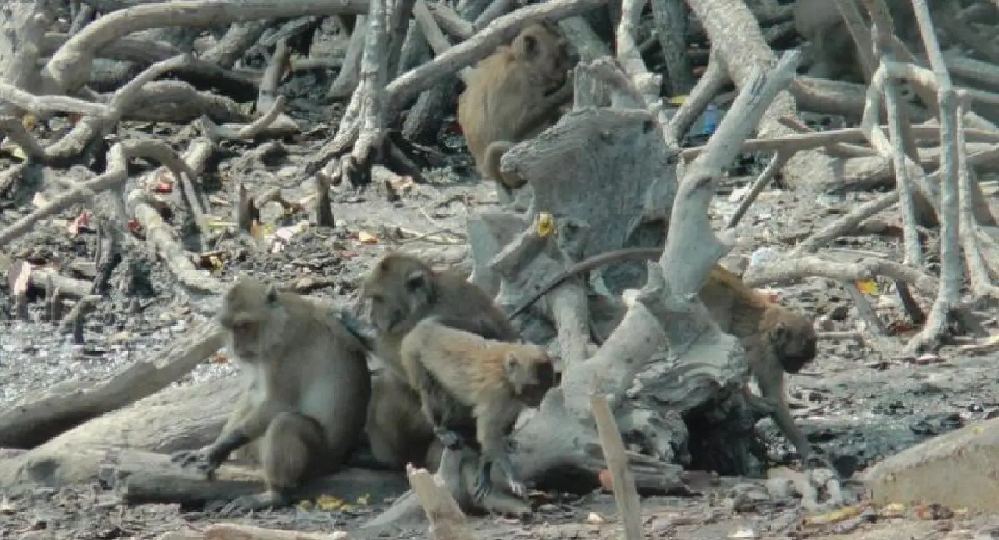 Plan to ease monkey overpopulation with colonies on Phuket islets Plan to ease monkey overpopulation with colonies on Phuket islets