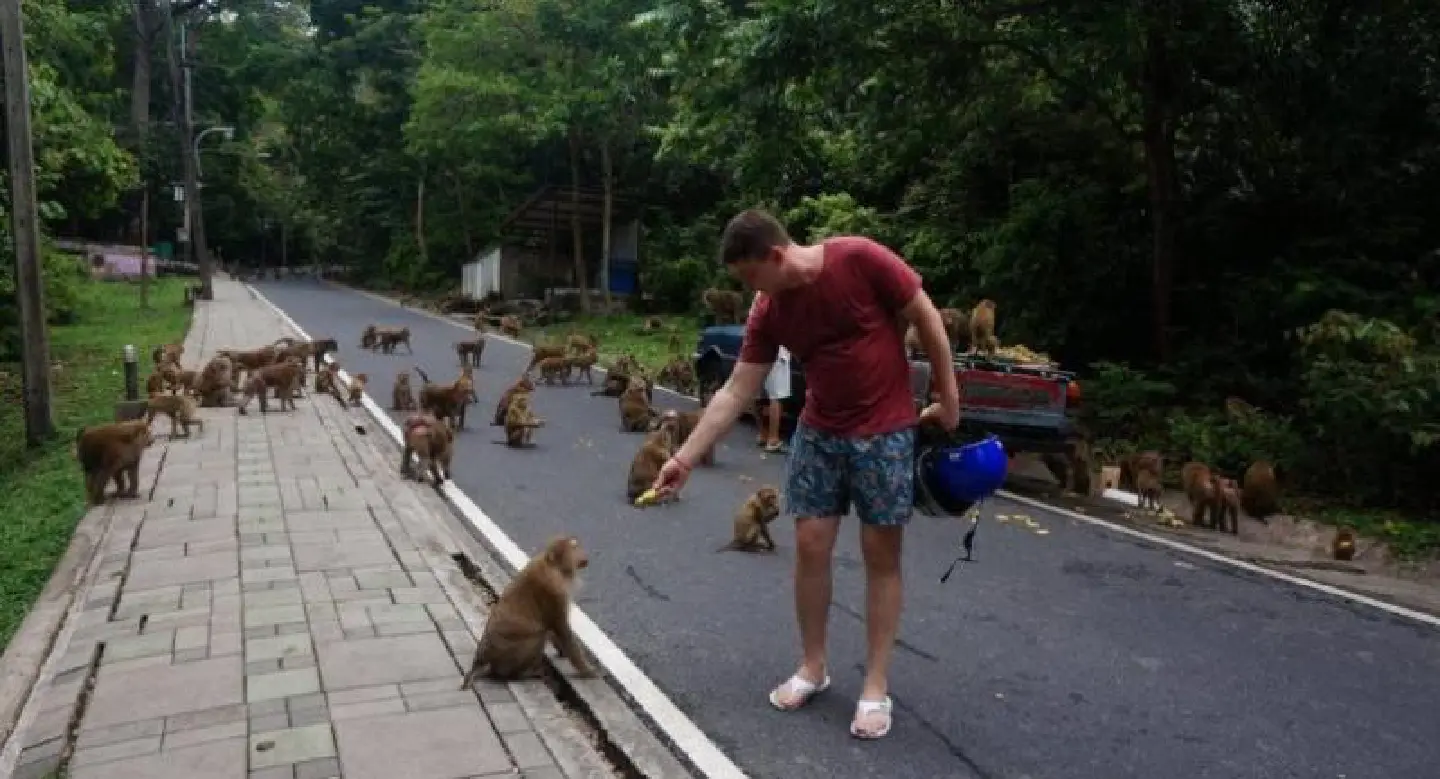 Satun reveals its 'monkey islet' pilot since 2016 as govt seeks islands for monkeys Satun reveals its 'monkey islet' pilot since 2016 as govt seeks islands for monkeys