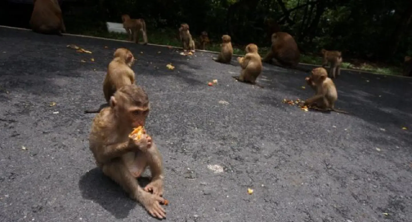 Bt900,000 to move monkeys