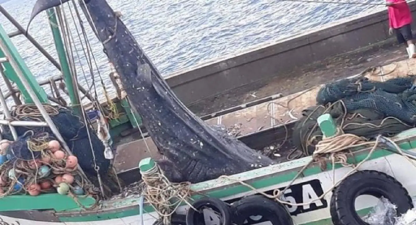 Trawler captains face massive fine after catching whale shark Trawler captains face massive fine after catching whale shark