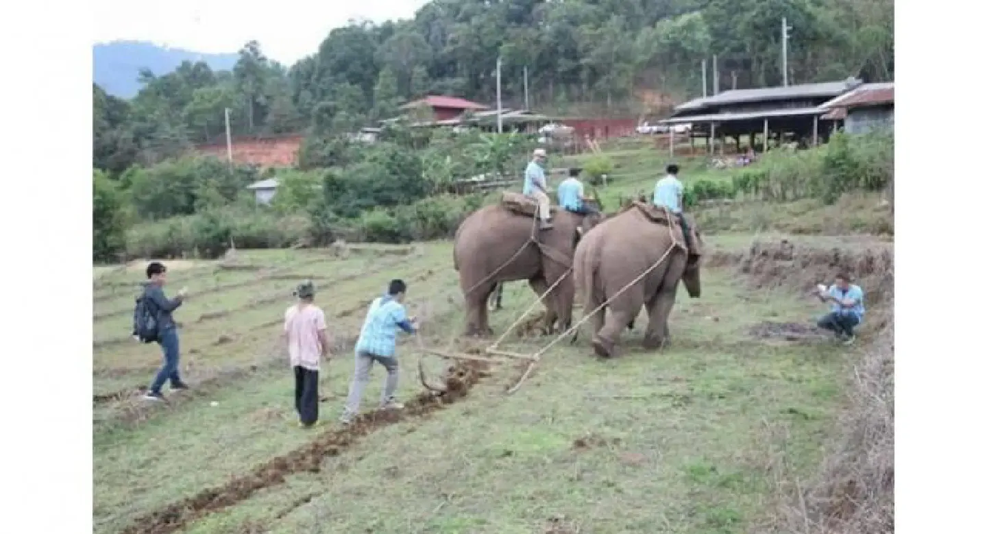 Chiang Mai hills are alive with ploughing elephants