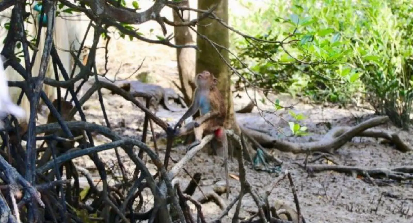 Islanders say monkeys bring tourists Islanders say monkeys bring tourists
