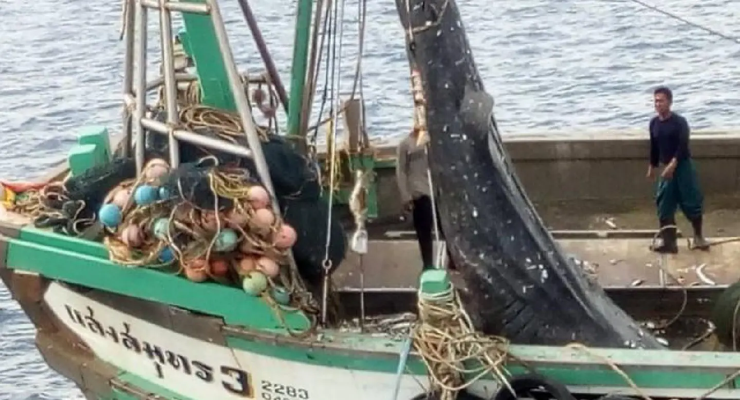 SPECIAL REPORT: Whale sharks threatened with extinction 