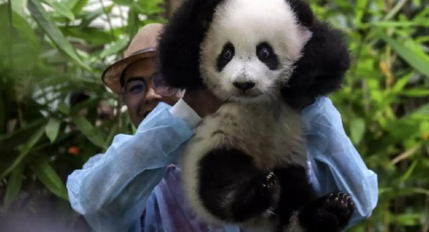 Panda cub makes first public appearance at Malaysia zoo Panda cub makes first public appearance at Malaysia zoo