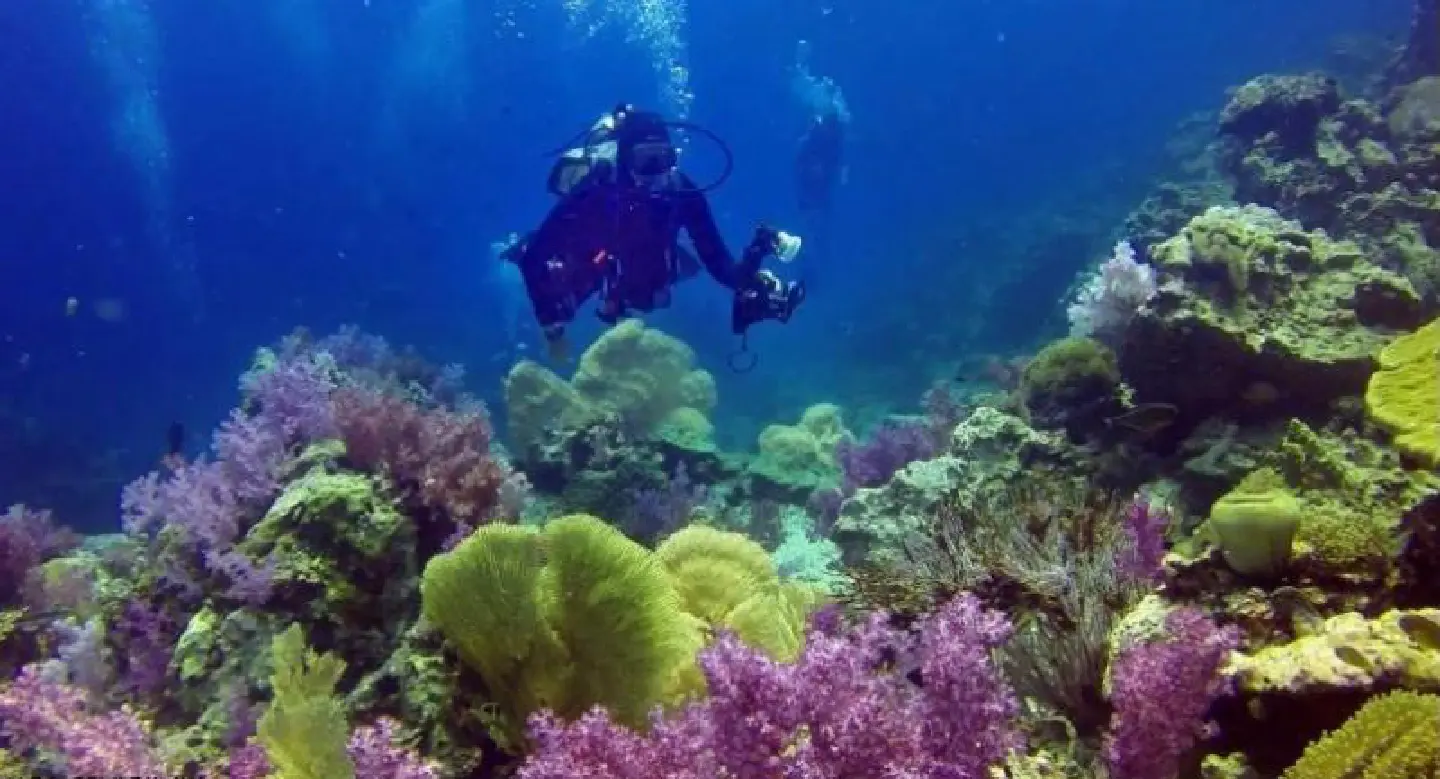 Coral bleaching found off Phuket Coral bleaching found off Phuket
