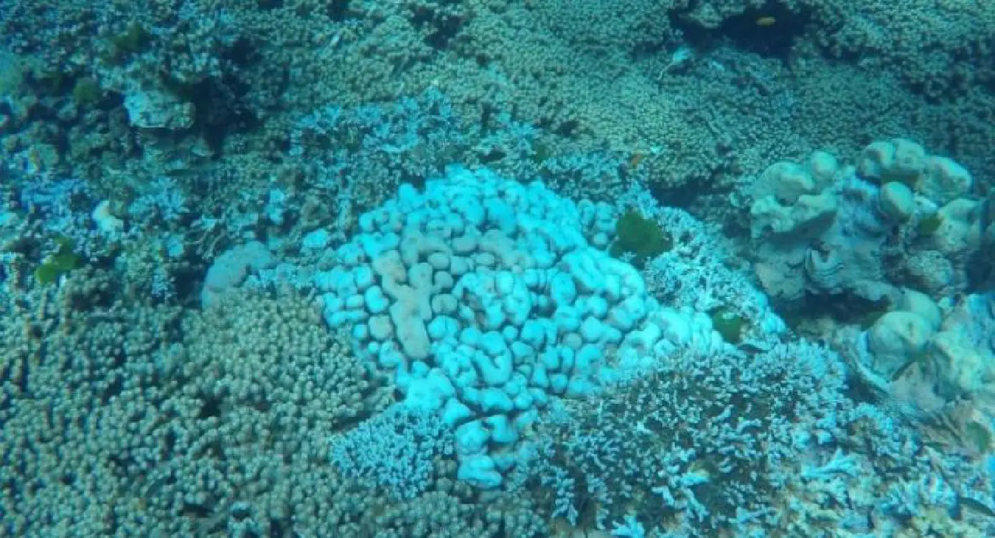 Experts expect only minor coral bleaching this year Experts expect only minor coral bleaching this year