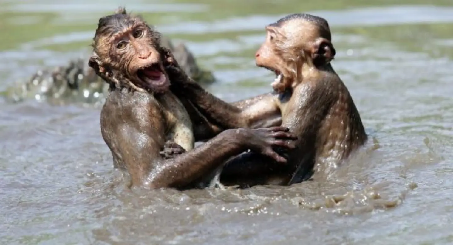 Plan to give Bangkok’s monkeys new home, instead of evacuating them