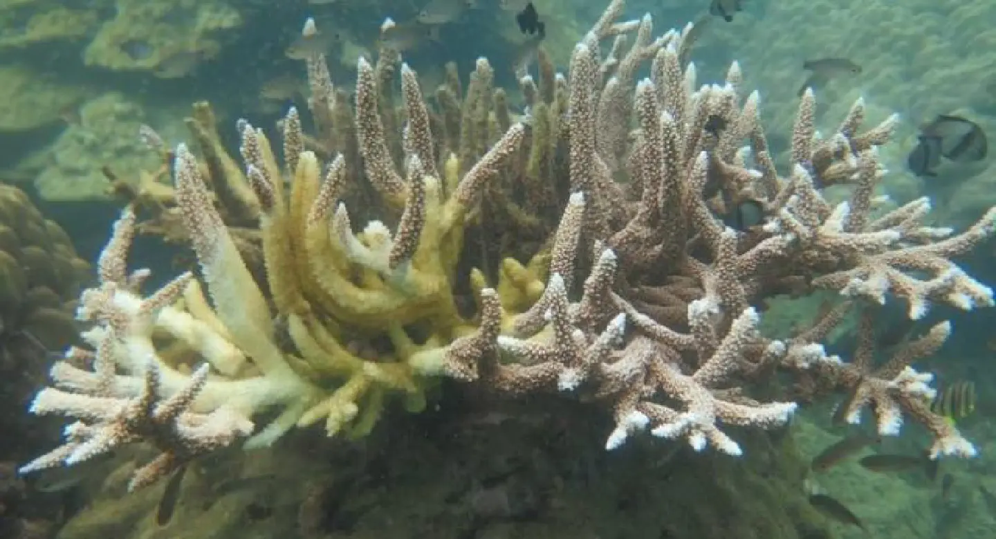 More coral reefs damaged by mass bleaching