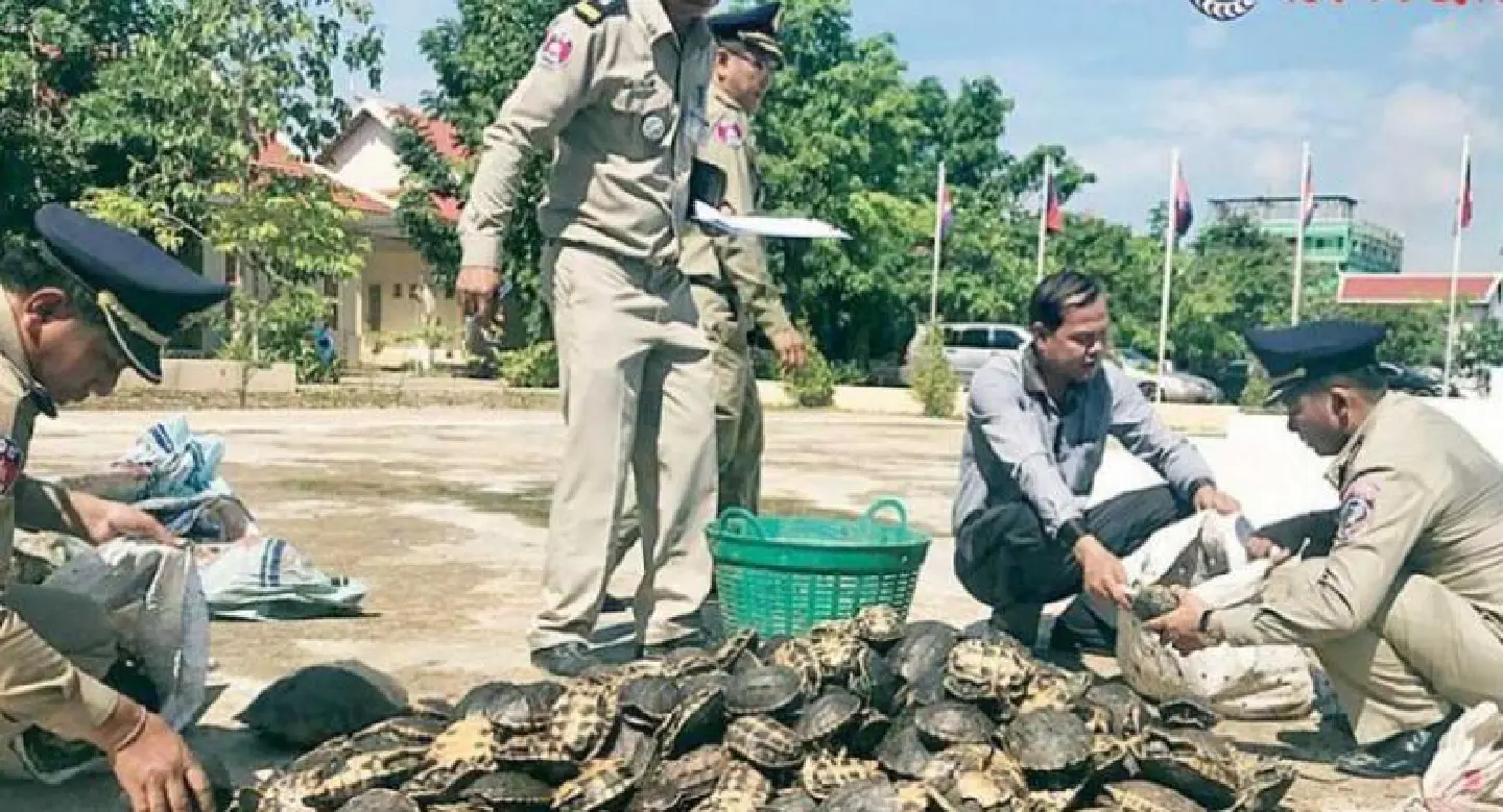 Police intercept vehicle with wildlife smuggled from Thailand Police intercept vehicle with wildlife smuggled from Thailand