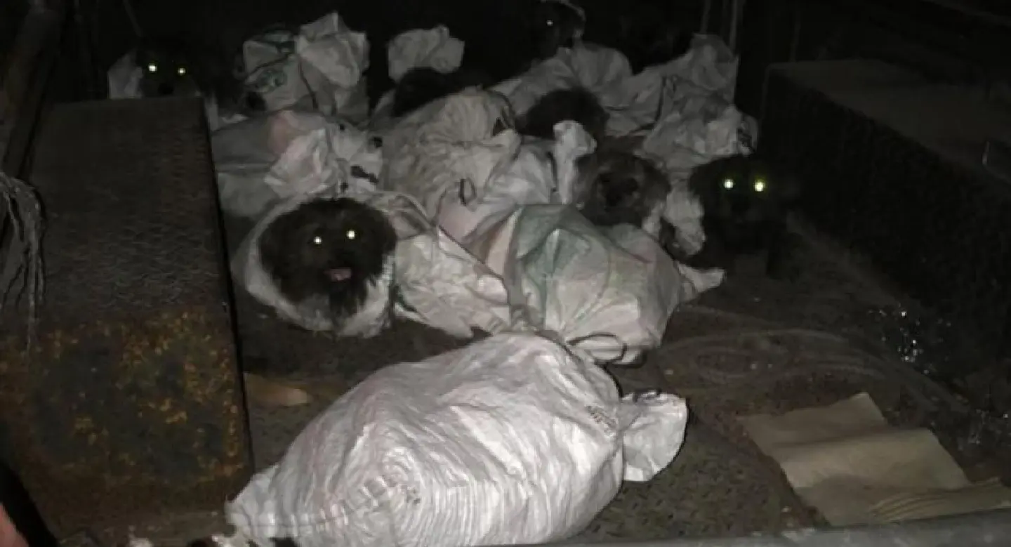 14 dogs and cats left to die in bags in Samut Prakan 14 dogs and cats left to die in bags in Samut Prakan
