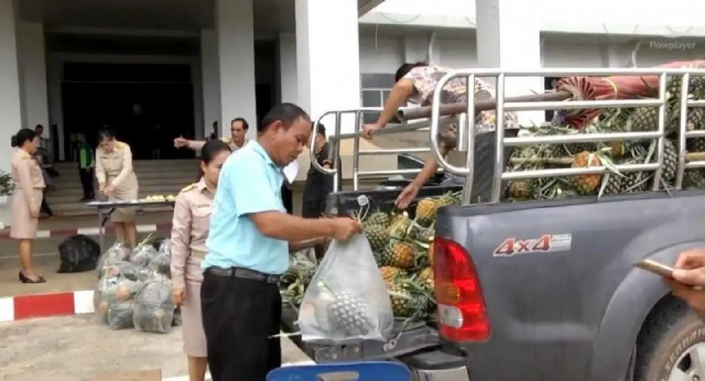 Outlets needed for surplus pineapples in Loei Outlets needed for surplus pineapples in Loei