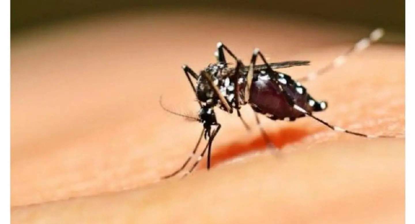 Dengue fever claims three lives in Ubon Ratchathani this year Dengue fever claims three lives in Ubon Ratchathani this year