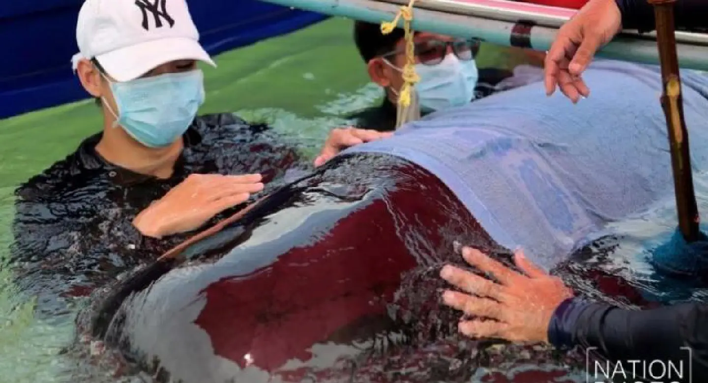 Rescued pilot whale in Songkhla dies with 8kg of plastic in stomach Rescued pilot whale in Songkhla dies with 8kg of plastic in stomach