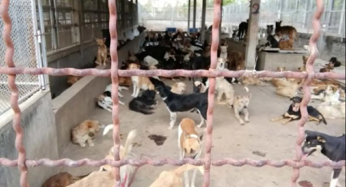 Rabies confined to one puppy, Prachuap Khiri Khan authorities say Rabies confined to one puppy, Prachuap Khiri Khan authorities say