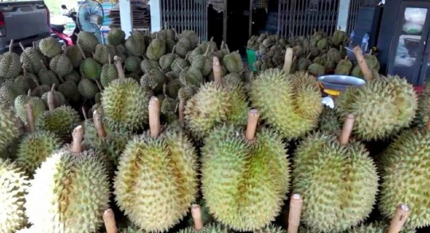 Durian aficionados can follow their noses to Ranong Durian aficionados can follow their noses to Ranong