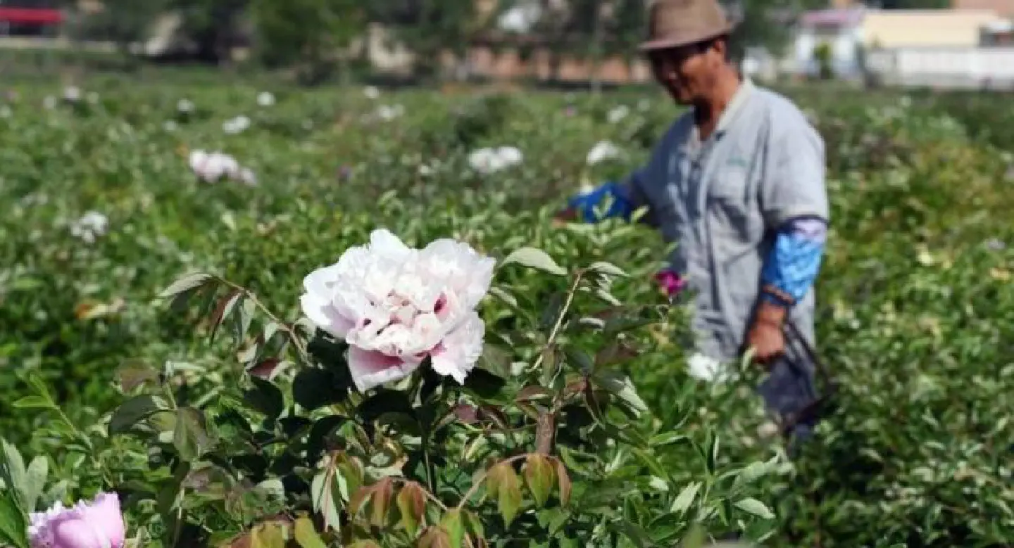 Peonies save the day