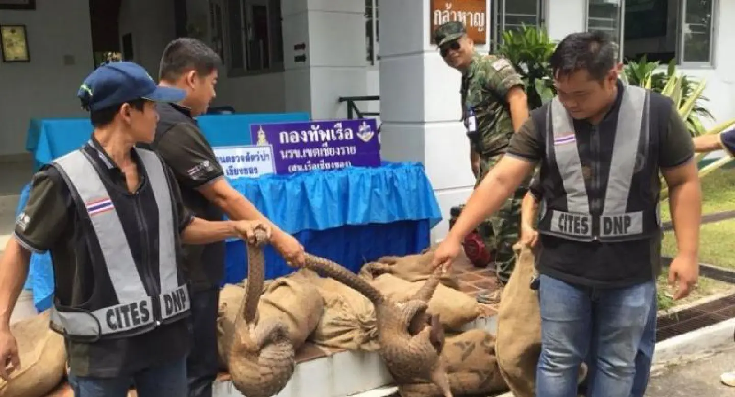 Live Lao pangolins seized on Mekong boat Live Lao pangolins seized on Mekong boat