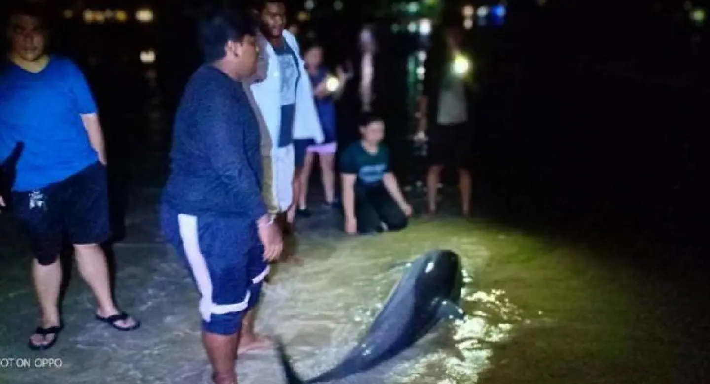 Beached dolphin in Phuket rescued Beached dolphin in Phuket rescued