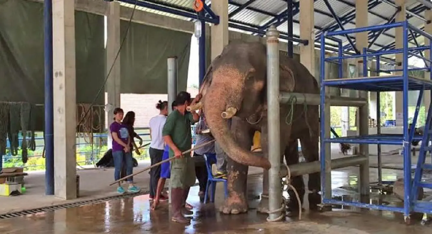 Something is making Krabi elephants sick this year, says vet Something is making Krabi elephants sick this year, says vet