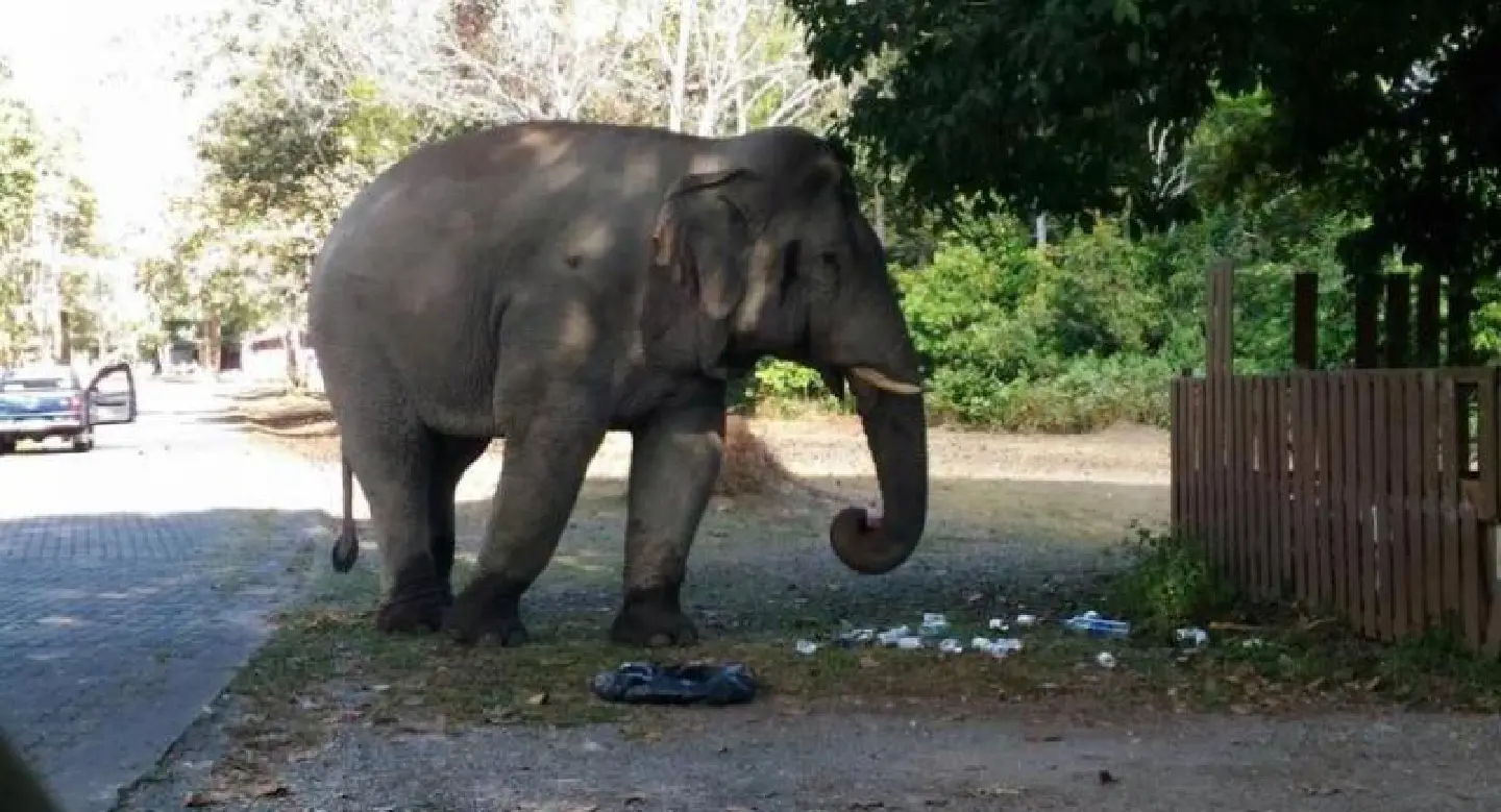National parks, zoos to soon ban plastic bags and containers, says Minister National parks, zoos to soon ban plastic bags and containers, says Minister