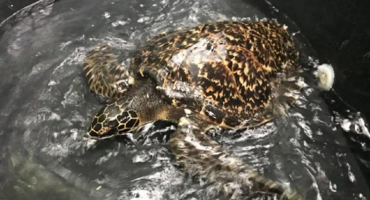 Three sea turtles under care after washing up on Phuket beaches